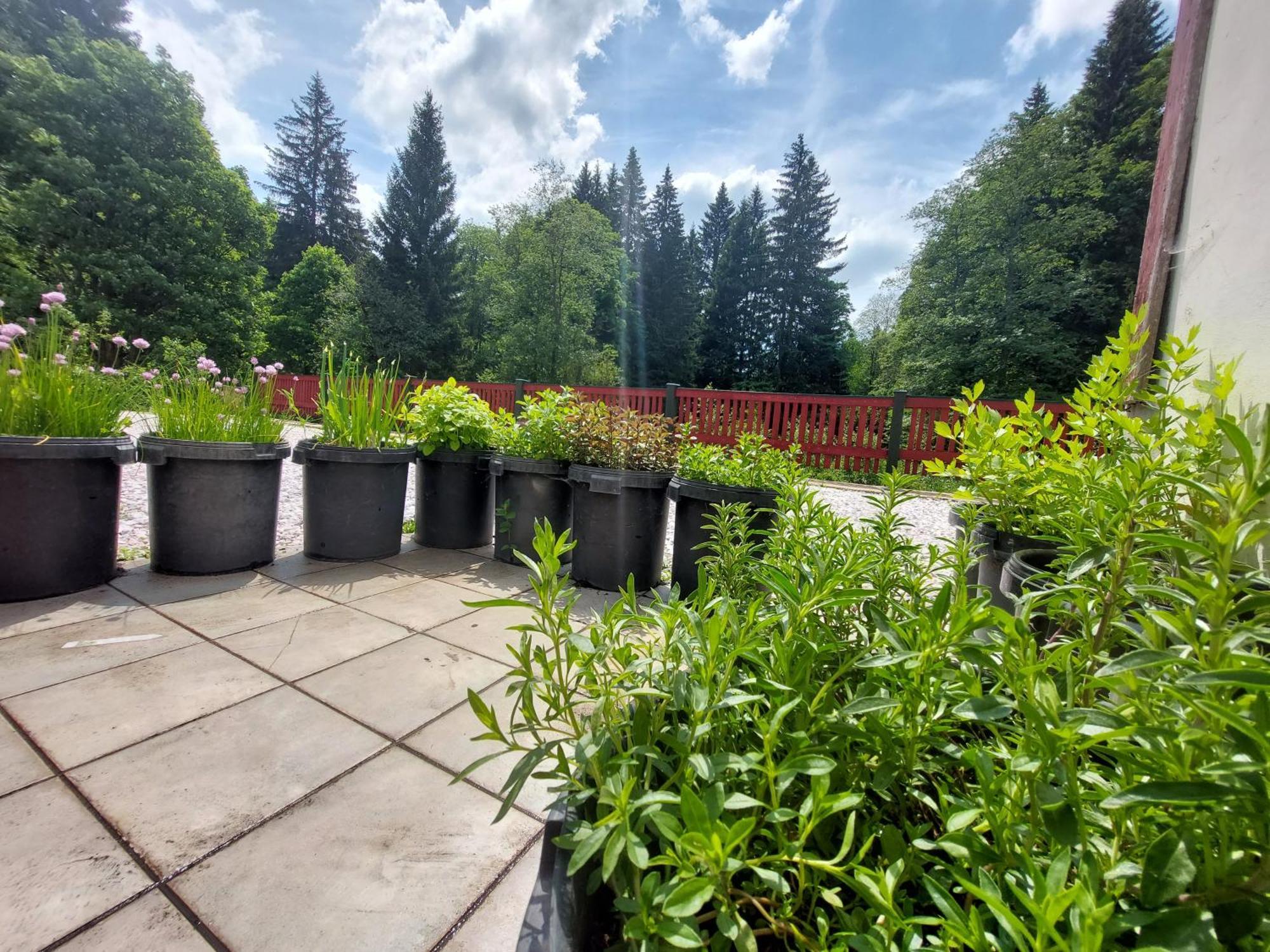 Pension Modrá Hvězda Dolní Malá Úpa Exterior foto